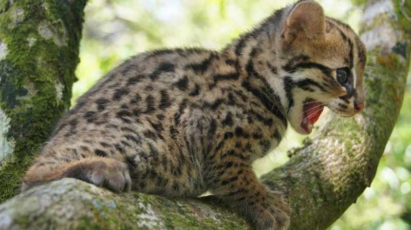 Mengenal Kehidupan Kucing Hutan di Hutan Boreal