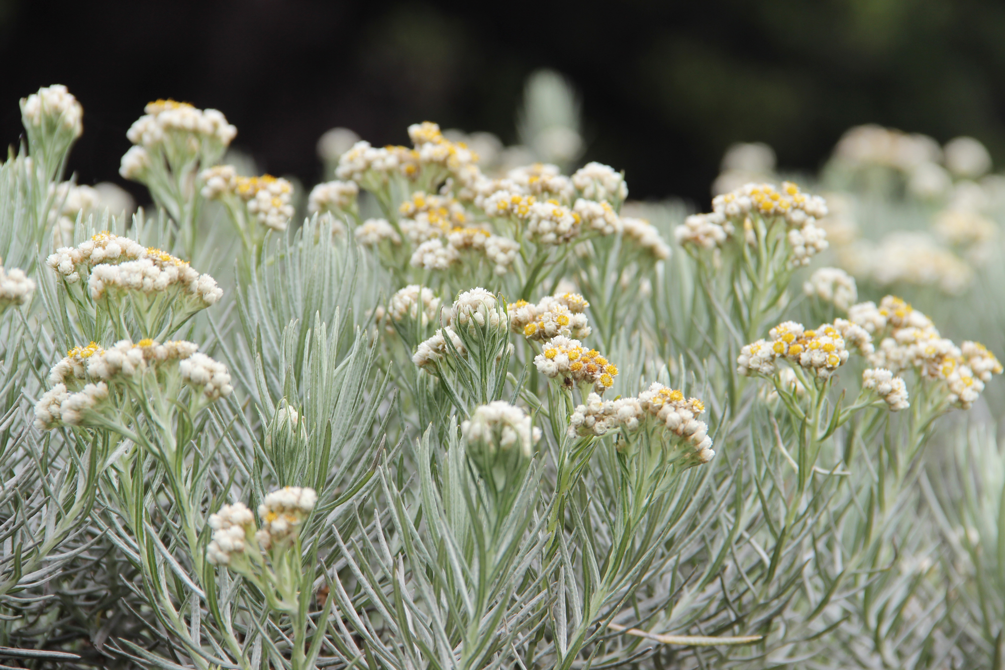 Keunikan Bunga Edelweiss Pesona di Pegunungan Alpen